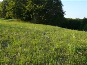 TML_6510_197_Pohľad na psiarkovú lúku na TML_6510_197_Jedľové Kostoľany, Drieňov štál